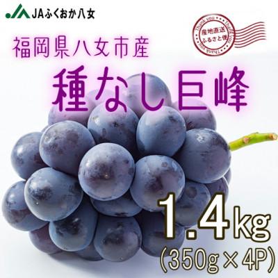 ふるさと納税 八女市 [種なし巨峰350g×4パック]JAふくおか八女より産地直送※7月上旬より順次発送