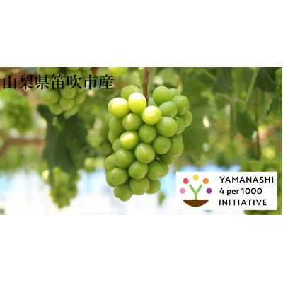 ふるさと納税 笛吹市 山梨県笛吹市産 シャインマスカット1.8kg 4パーミル・イニシアチブ農産物認証