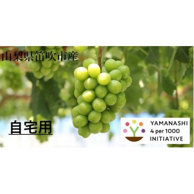 ふるさと納税 笛吹市 山梨県笛吹市産 自宅用シャインマスカット1.8kg 4パーミル・イニシアチブ農産物認証