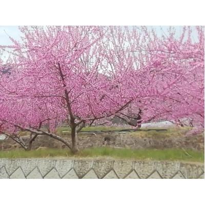 ふるさと納税 大月市 【2026年先行受付】桃 約2kg箱(6〜8個)の画像