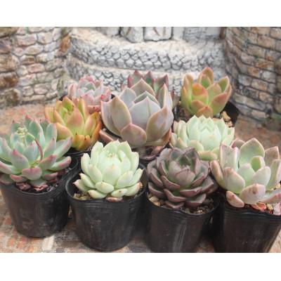 ふるさと納税 太田市 多肉植物12種類エケベリアセット