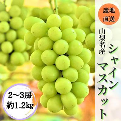ふるさと納税 笛吹市 ◆2026年発送◆ 産地直送 山梨名産!自慢のシャインマスカット 2〜3房(約1.2kg)