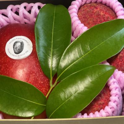 ふるさと納税 宮崎市 宮崎マンゴー4L×1+宮崎ライチL×12化粧箱