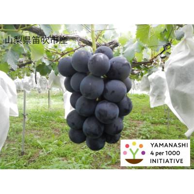 ふるさと納税 笛吹市 山梨県笛吹市産 巨峰1kg 4パーミル・イニシアチブ農産物認証