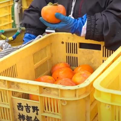 ふるさと納税 五條市 【2026年発送】奈良県産　富有柿 約5kg(17〜20個) 日本野菜ソムリエ協会大賞受賞品! |  | 02
