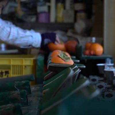 ふるさと納税 五條市 【2026年発送】奈良県産　富有柿 約5kg(17〜20個) 日本野菜ソムリエ協会大賞受賞品! |  | 03