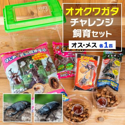 ふるさと納税 かすみがうら市 オオクワガタチャレンジ飼育セット(オス