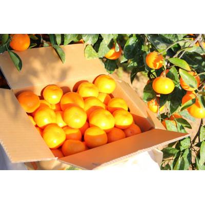 ふるさと納税 古座川町 蜂久農園のちいさなサイズの有田みかん 約5キロ(秀)サイズおまかせ(S〜3S)