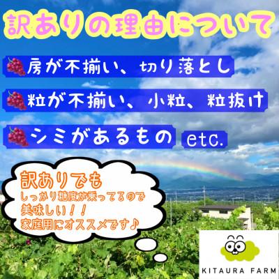 ふるさと納税 笛吹市 訳あり シャインマスカット 約1.2kg 山梨県 笛吹市産 朝採り 北浦ファーム直送 ご家庭用 |  | 01