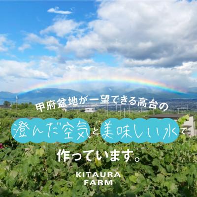 ふるさと納税 笛吹市 訳あり シャインマスカット 約1.2kg 山梨県 笛吹市産 朝採り 北浦ファーム直送 ご家庭用 |  | 02