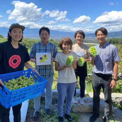 ふるさと納税 笛吹市 訳あり シャインマスカット 約1.2kg 山梨県 笛吹市産 朝採り 北浦ファーム直送 ご家庭用 |  | 03