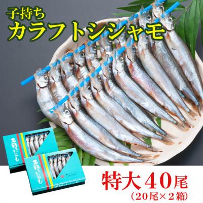 ふるさと納税 大洗町 子持ちカラフトシシャモ40尾(20尾×2箱)