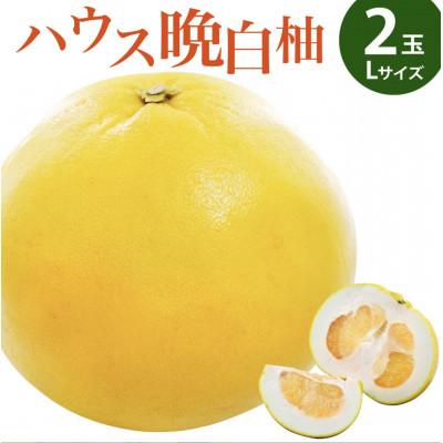 ふるさと納税 八代市 [先行受付 2025年12月下旬より順次発送]晩白柚 2玉(Lサイズ約1.5kg)ハウス栽培