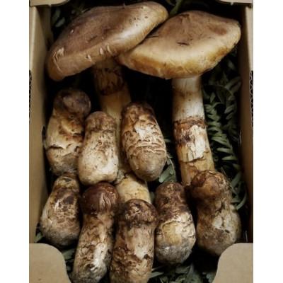 ふるさと納税 岩泉町 [2026年秋発]岩手県岩泉産松茸 300g前後(250g〜350g)(小ぶり、割れ、キズ、開き等)