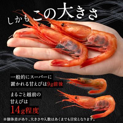 ふるさと納税 越前市 鮮度抜群の大きい甘エビ1kg小分け(総重量1.2kg) ※無添加 |  | 01