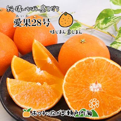ふるさと納税 松山市 希望の島 愛果28号 訳あり品 2kg
