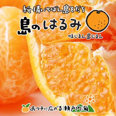 ふるさと納税 松山市 希望の島 はるみ 4kg