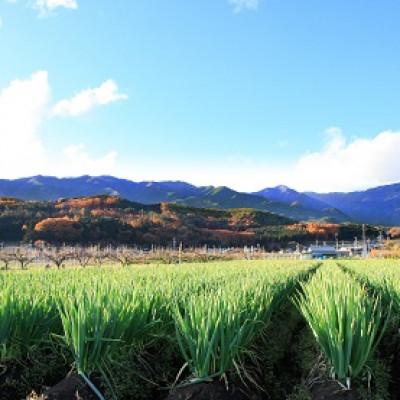 ふるさと納税 松川町 【南信州産】土付きねぎ　約3kg　11月中旬より順次発送開始　　JA24 |  | 03