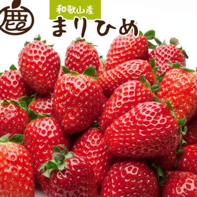 ふるさと納税 由良町 <1月より発送>朝摘み完熟まりひめ約1.2kg(300g前後×4トレイ)[和歌山ブランド苺まりひめ]