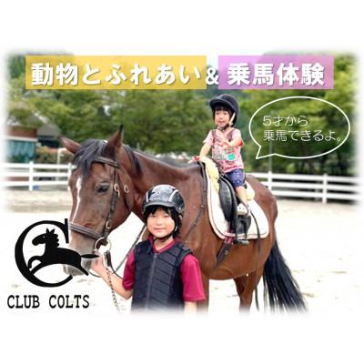 ふるさと納税 那賀町 観光乗馬クラブコルツ 可愛い動物たちとふれあい&amp;乗馬体験チケット(1名)