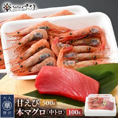 ふるさと納税 越前町 お刺身 セット 甘海老 250g×2P &amp; 本まぐろ 中トロ 100g×1P