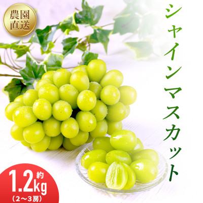 ふるさと納税 筑後市 農園直送!シャインマスカット1.2kg(2〜3房)朝採れ 糖度18度以上 [2026年8〜9月発送]