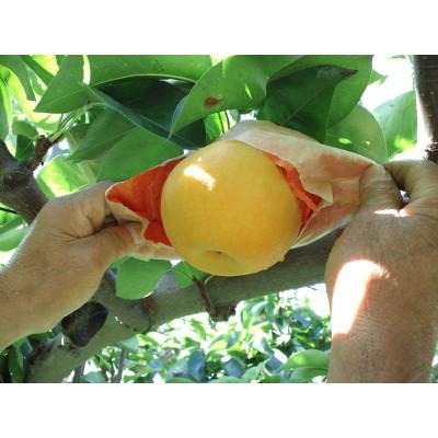 ふるさと納税 飯田市 【9月上旬から発送予定】南信州生まれのジューシーで甘い梨【南水梨】ロイヤル　約5kg　10〜14玉 |  | 01
