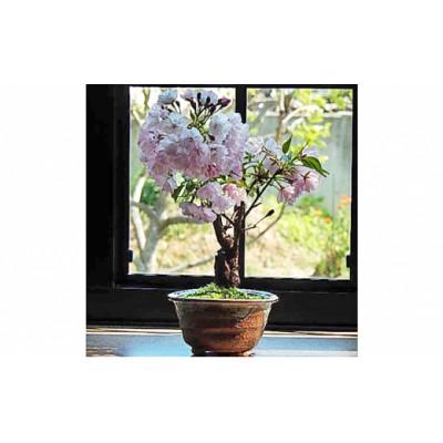ふるさと納税 香芝市 自宅でサクラのお花見が楽しめます[例年4月頃開花]桜盆栽