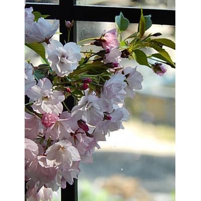 ふるさと納税 香芝市 自宅でサクラのお花見が楽しめます【例年4月頃開花】桜盆栽 |  | 01
