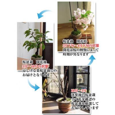 ふるさと納税 香芝市 自宅でサクラのお花見が楽しめます【例年4月頃開花】桜盆栽 |  | 02