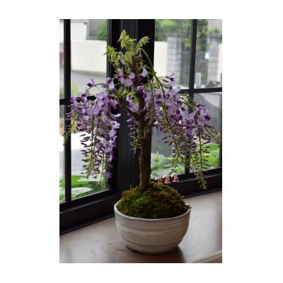 ふるさと納税 香芝市 [例年4月頃開花]藤盆栽