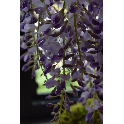 ふるさと納税 香芝市 【例年4月頃開花】藤盆栽 |  | 01