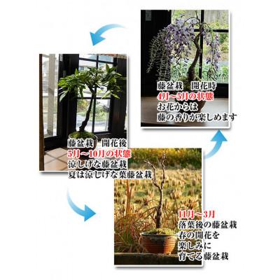 ふるさと納税 香芝市 【例年4月頃開花】藤盆栽 |  | 02