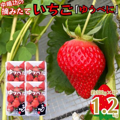 ふるさと納税 錦町 [先行予約!2025年12月より順次発送]中嶋功のいちご「ゆうべに」4パック 熊本県 錦町[中嶋功]