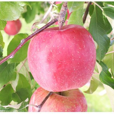 ふるさと納税 松川町 りんご サンふじ(長野県産秀品) 3kg[11月下旬〜12月中旬頃発送予定]