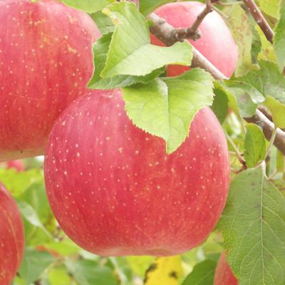 ふるさと納税 松川町 りんご サンふじ(長野県産訳あり品) 10kg[2026年1月上旬〜2月上旬頃発送予定]