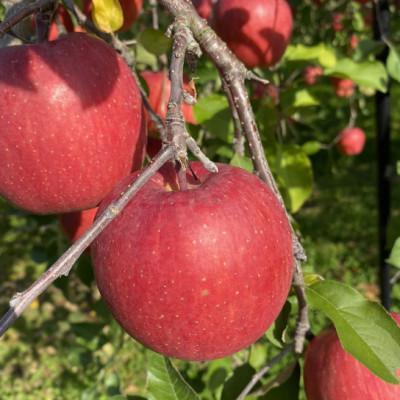 ふるさと納税 黒石市 SevenApple木村農園から直送 樹上完熟さんふじ10kg