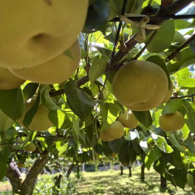 ふるさと納税 飯田市 訳あり　長野県産　梨　約5キロ　農家直送　旬の梨_2