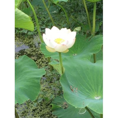 ふるさと納税 小美玉市 れんこん(ひたちたから)1.5kg |  | 02