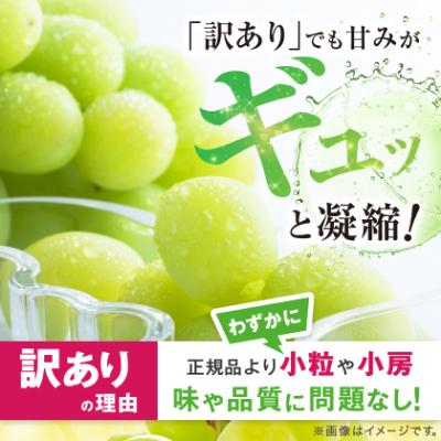 ふるさと納税 中野市 【2026年発送】訳ありシャインマスカット3房1.3kg以上　ご自分へのご褒美　JA中野市から産直 |  | 01