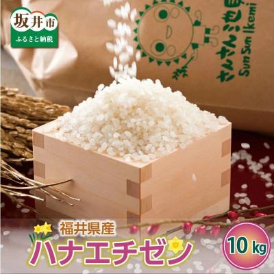 ふるさと納税 坂井市 [令和7年産]ハナエチゼン 10kg 坂井市三国町産・こだわりの精米対応 上白米 [B-0221]