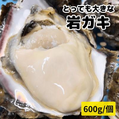 ふるさと納税 南知多町 XXL・天然岩牡蠣600g(1個・殻付き・生食用岩ガキの特上品)CAS冷凍カキ 海鮮バーベキューに