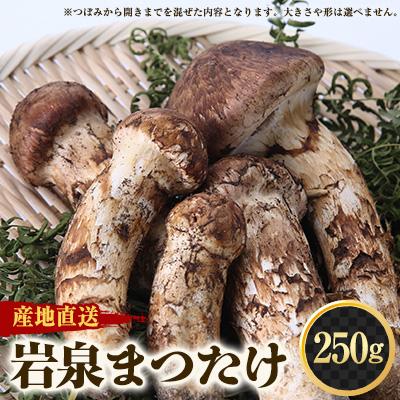 ふるさと納税 岩泉町 [2026秋発送]≪産地直送≫ 岩泉まつたけ 250g