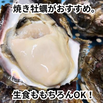 ふるさと納税 南知多町 XXLサイズ!天然岩牡蠣6kg(7〜12個・特上殻付き生食用)CAS冷凍カキ 海鮮バーベキューに!_3