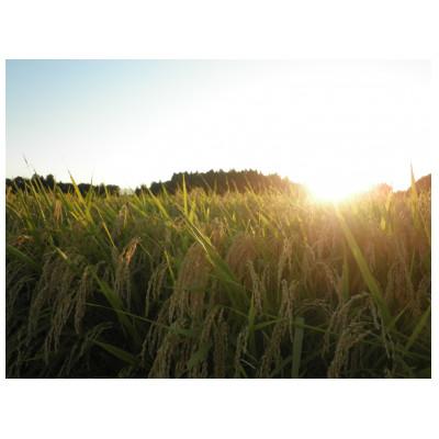 ふるさと納税 花巻市 【令和7年産米】花巻ひとめぼれ(精米)10kg