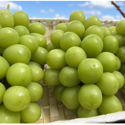 ふるさと納税 真庭市 [岡山県真庭市]大粒シャインマスカット 約2kg(2〜4房)