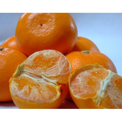 ふるさと納税 西条市 極上希少な愛媛の温室せとか 約1.6kg 5〜7個