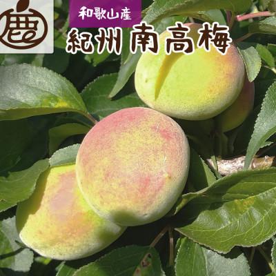 ふるさと納税 有田川町 <6月より順次発送>厳選 紀州南高梅(青梅)5kg+250g(傷み補償分)梅干し・梅酒・梅ジュース