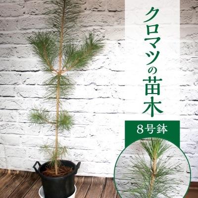 ふるさと納税 久留米市 チーム田主丸『我が家の健康樹シリーズ』[クロマツ]