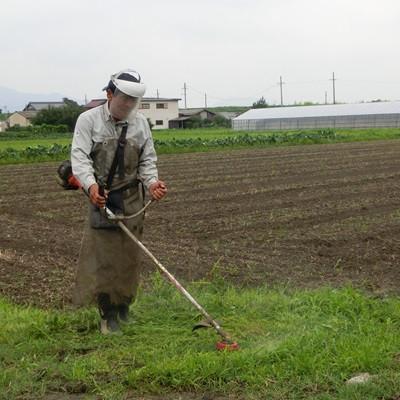 ふるさと納税 池田町 【令和7年産】特別栽培米 20kg【玄米】(夢ごこち)の画像